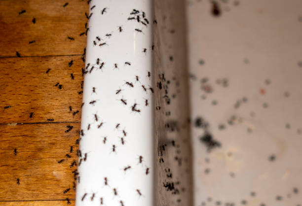 Best Ant Control Services  in Lton, IN